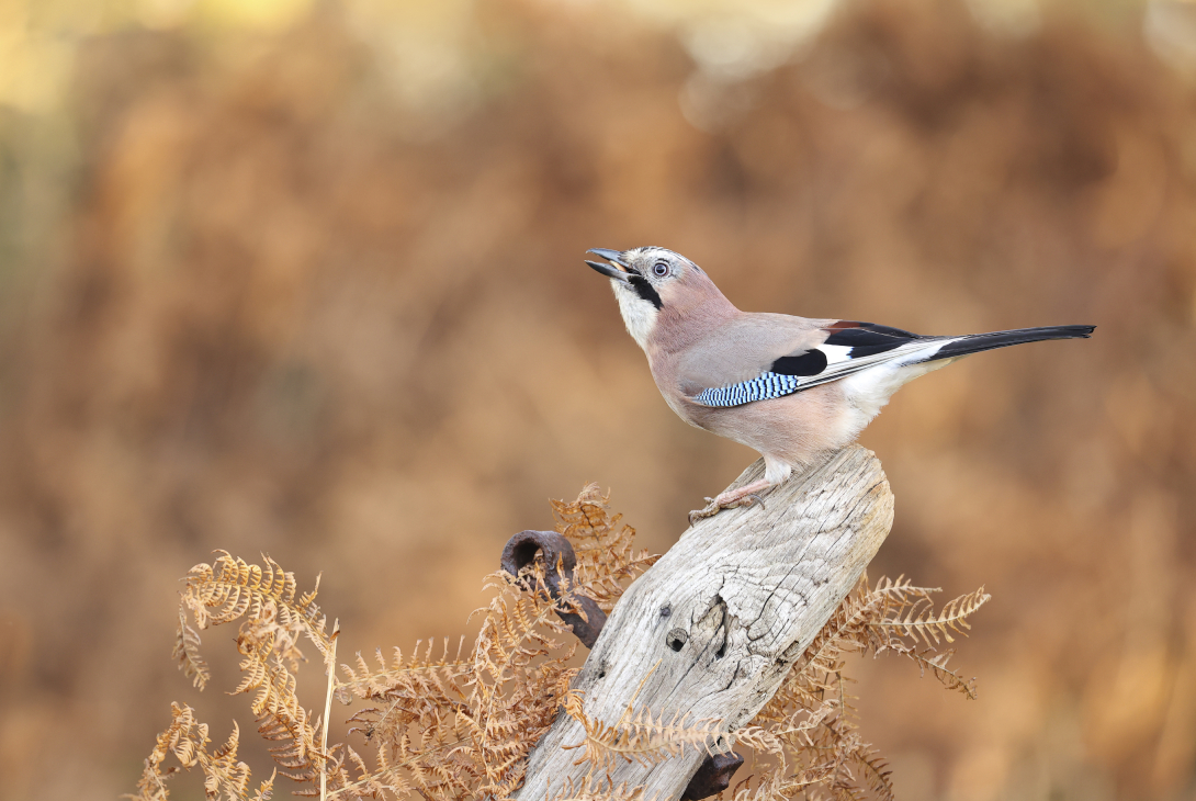 Jay Garrulus glandarius, perched on an old post in bracken, Yorkshire, England, UK, December