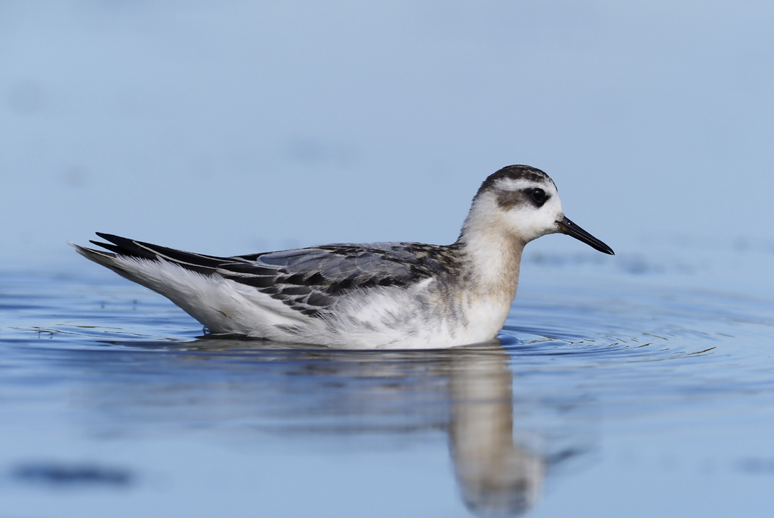 Grey phalarope Phalaropus fulicarius, single bird in winter plumage swimming in shallow water, Warwickshire, England, UK, September