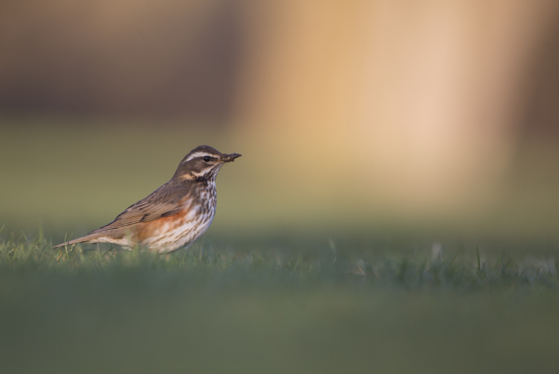 Redwing Turdus iliacus, adult feeding on ground, Oxfordshire, England, UK, February 