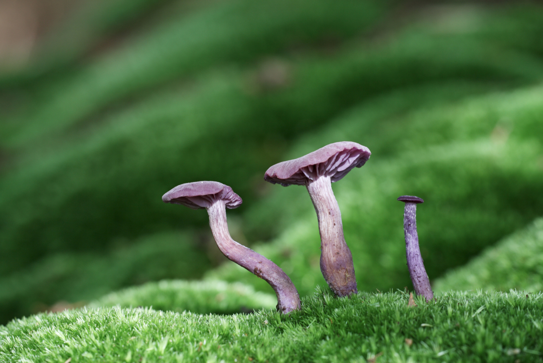 Amethyst deceiver Laccaria amethystina, New Forest National Park, Hampshire, October