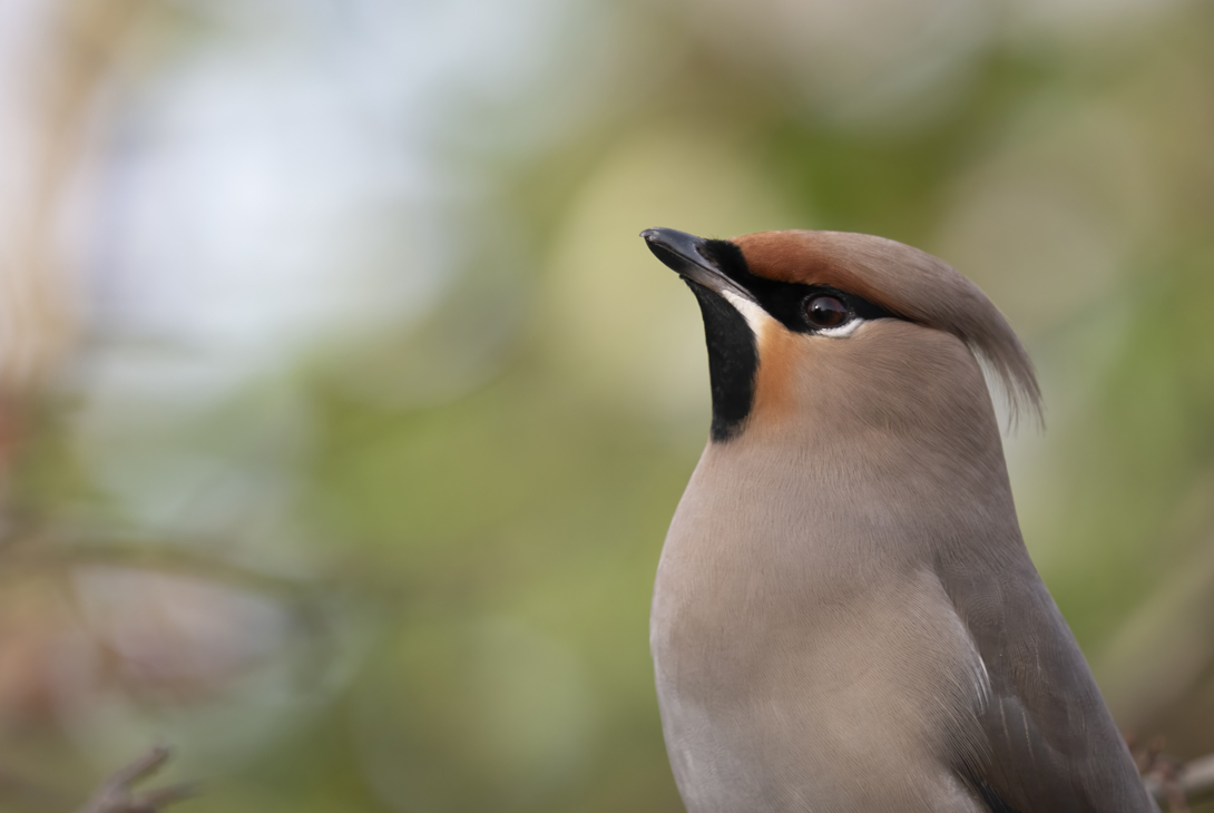 Bohemian waxwing Bombycilla garrulus, Essex, England, UK, February