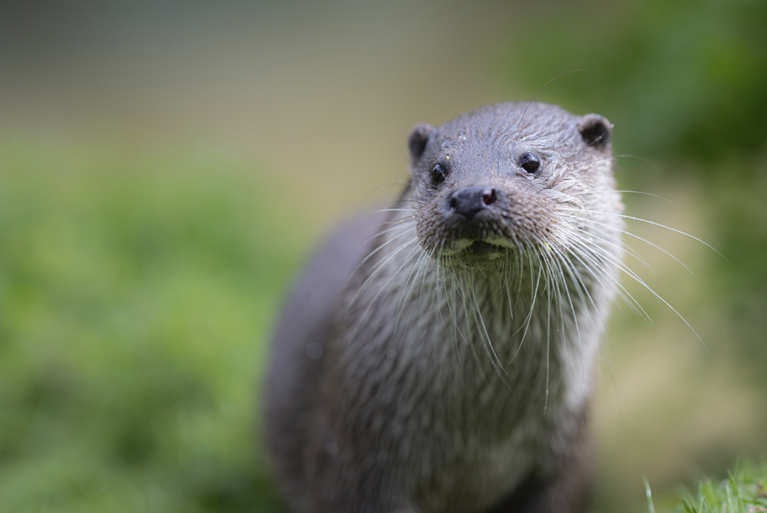 European otter Lutra lutra, close-up of captive individual, British Wildlife Centre, Surrey, England, UK, April 