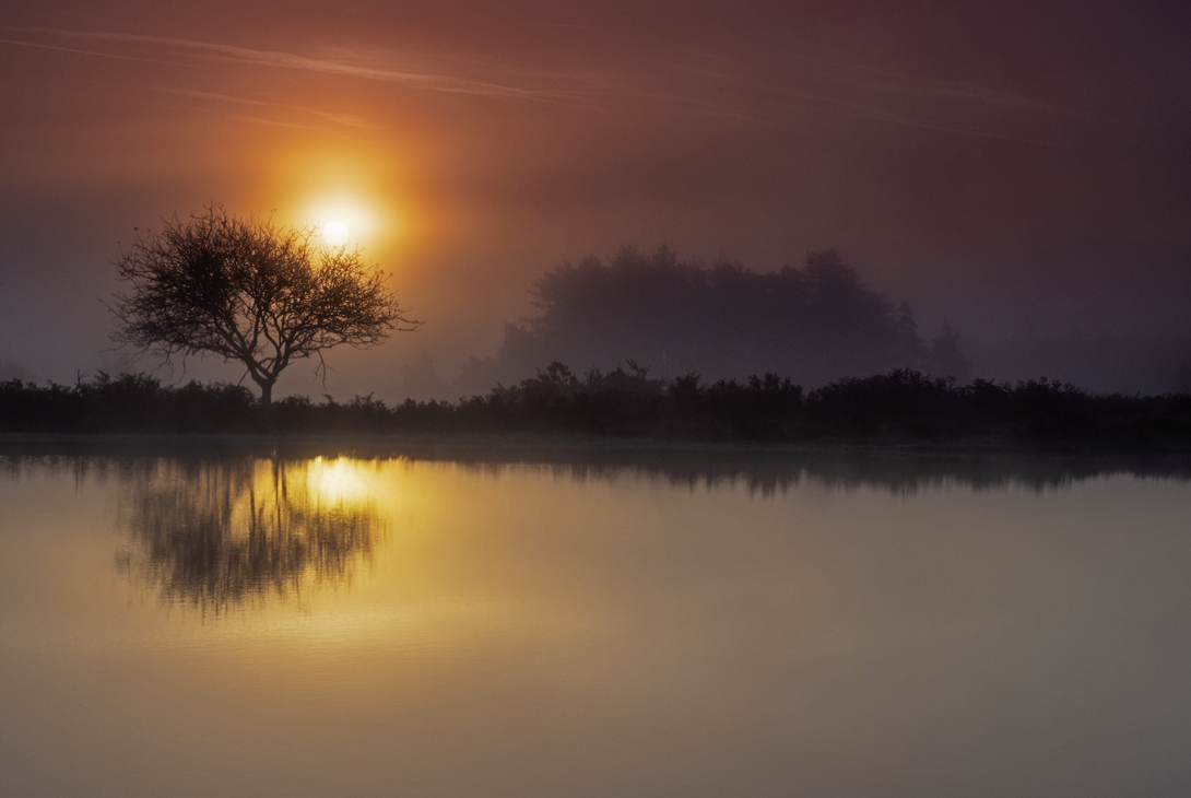Mogshade Pond and Pedunculate oak Quercus robur, and mist at sunrise, New Forest