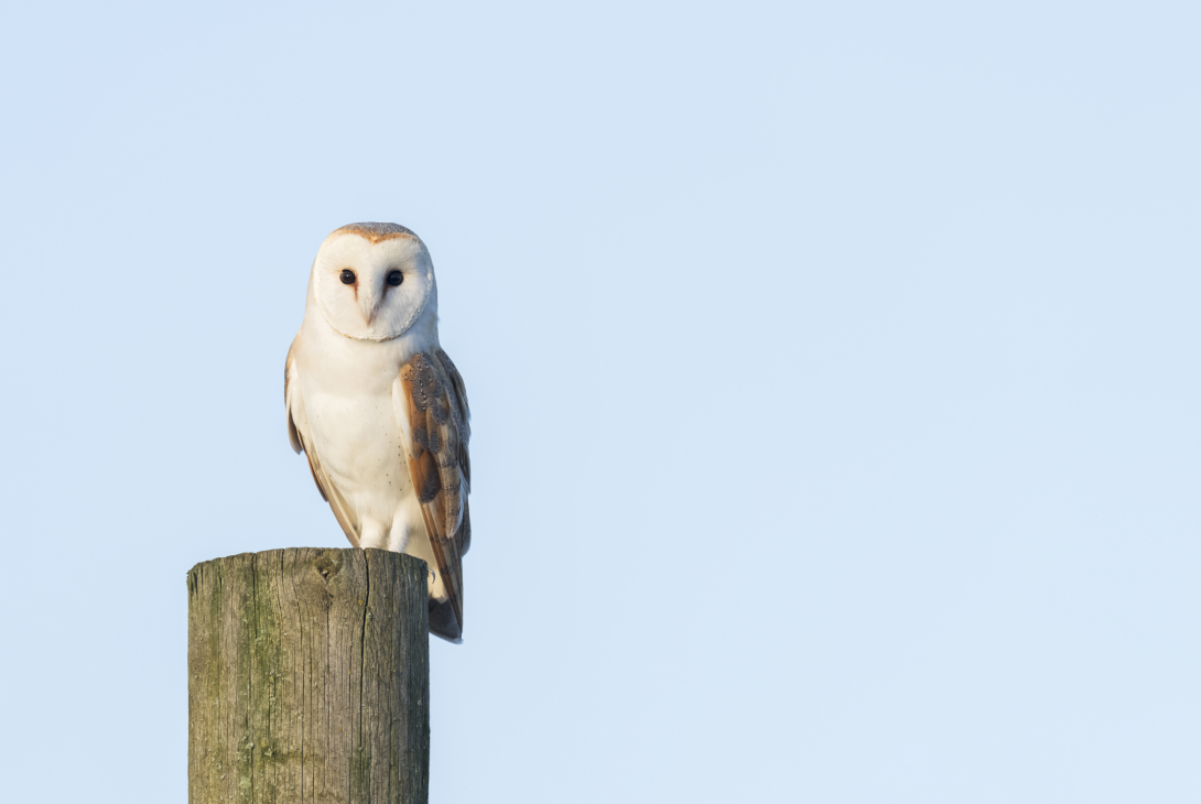 Barn owl Tyto alba, view of an adult female bird perched on a large post, Nottinghamshire, England, UK, January