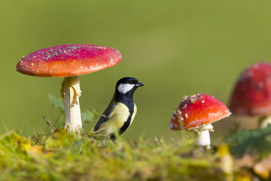 Great tit Parus major, adult male standing among Fly agaric Amanita muscaria, fungi, Suffolk, England, UK, October 