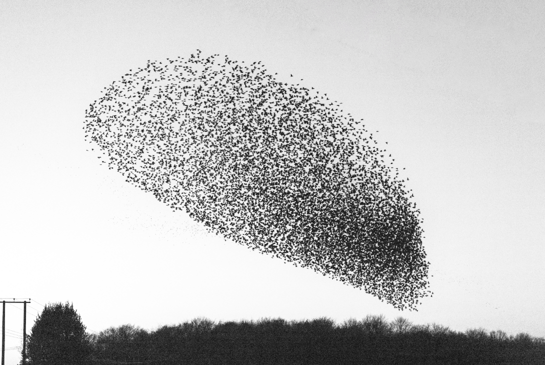 Starling Sturnus vulgaris, large flock in murmuration during winter sunset, black and white, Norfolk, England, UK, February