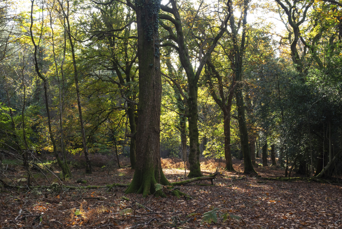 Mixed deciduous woodland, Set Thornes Inclosure, New Forest National Park, Hampshire, England, UK, November 