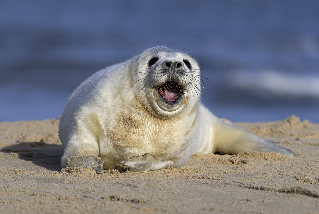 Atlantic grey seal Halichoerus grypus, young pup on a quiet sandy beach, Norfolk, England, UK, November 