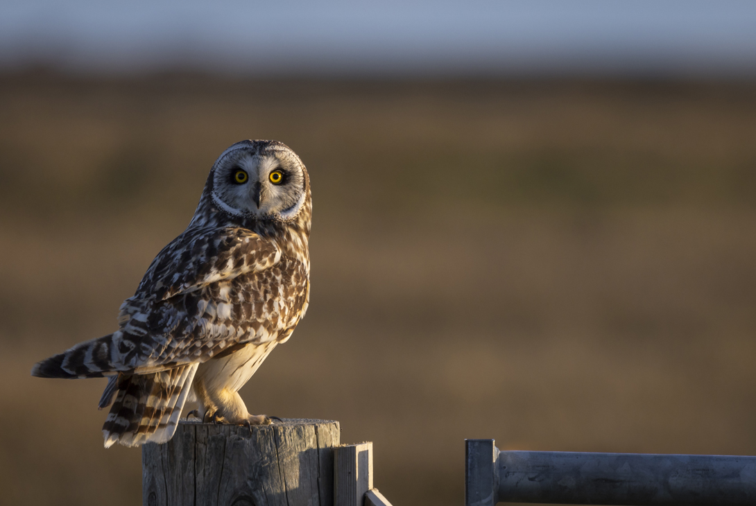 Short-eared owl Asio flammeus, adult perched on a gatepost in evening light, South Uist, Scotland, UK, April 