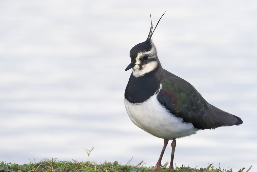 Northern lapwing Vanellus vanellus, adult by water, Gloucestershire, January