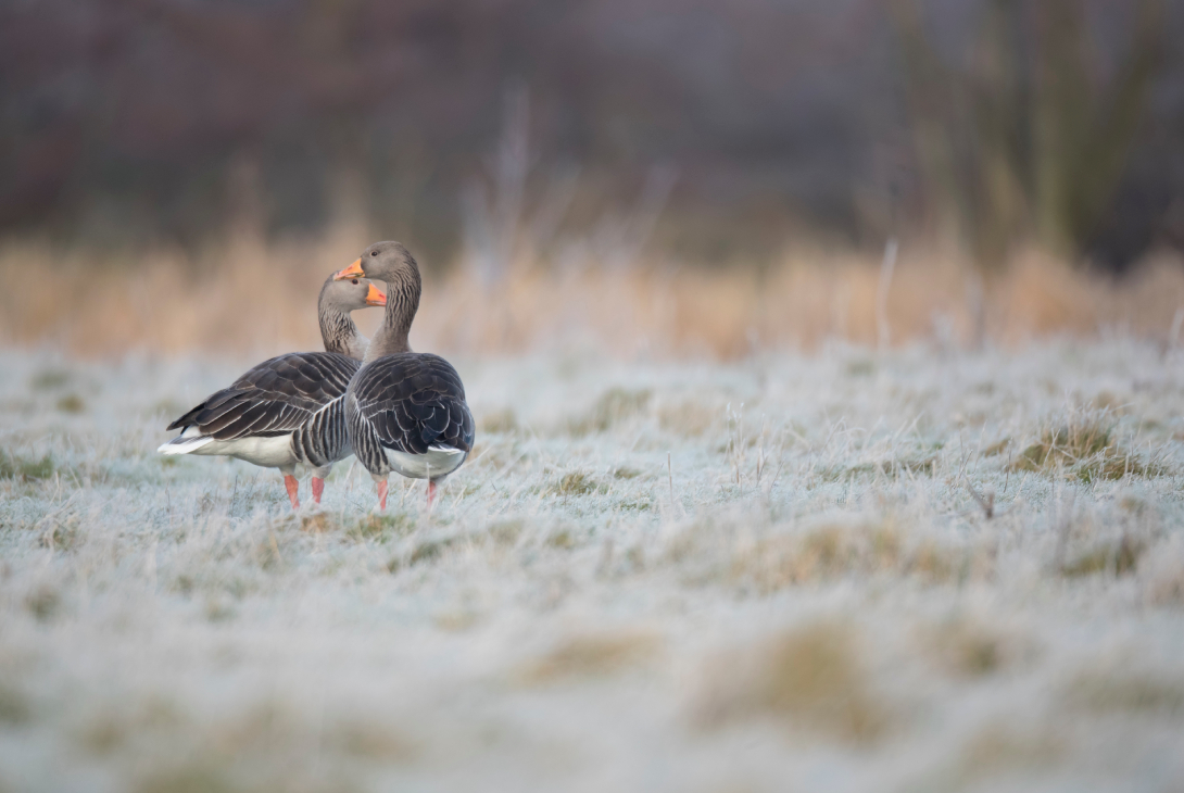 Greylag goose Anser anser, pair in frost, Cambridgeshire, England, UK, January