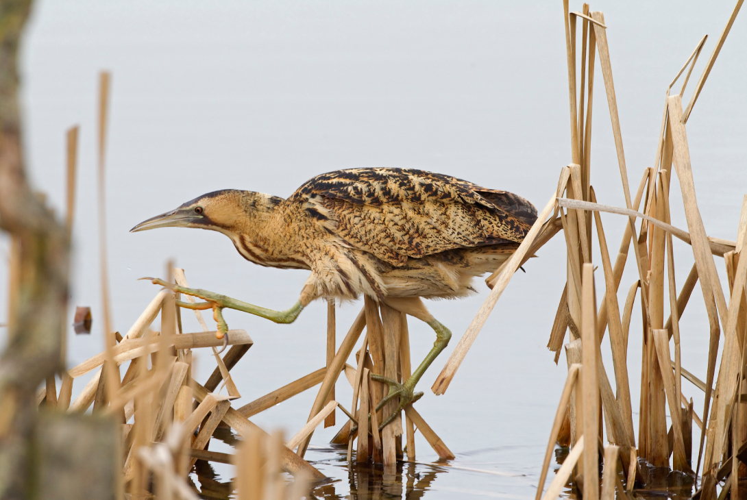 Bittern Botaurus stellaris, walking on reeds at waters edge, Norfolk, February