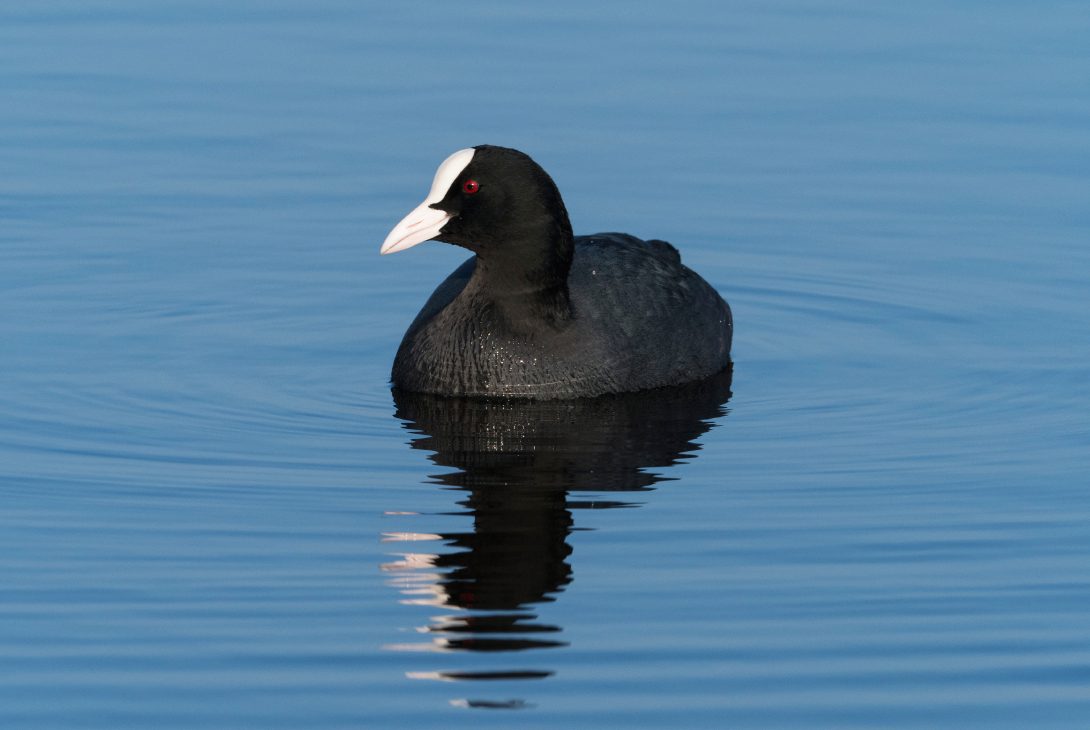 Eurasian coot Fulica atra, adult swimming in a pool, RSPB Greylake Nature Reserve, Somerset, February