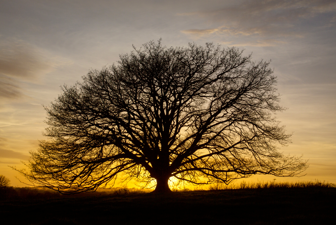 English or Pendunculate oak Quercus robur, mature lone leafless tree at sunset, Chepstow, Monmouthshire, February
