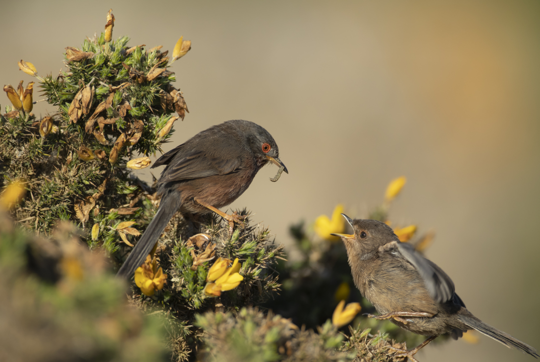 Dartford warbler Sylvia undata, adult male bird in a flowering Gorse bush, carrying a caterpillar in its beak about to feed a juvenile bird Suffolk, England, UK, May