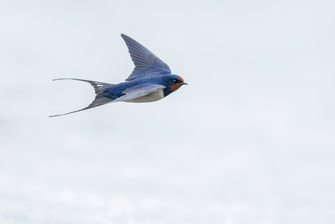 Barn swallow Hirundo rustica, an adult bird flying over a lake searching for insects in bad weather conditions during spring migration, Nottinghamshire, England, UK, April