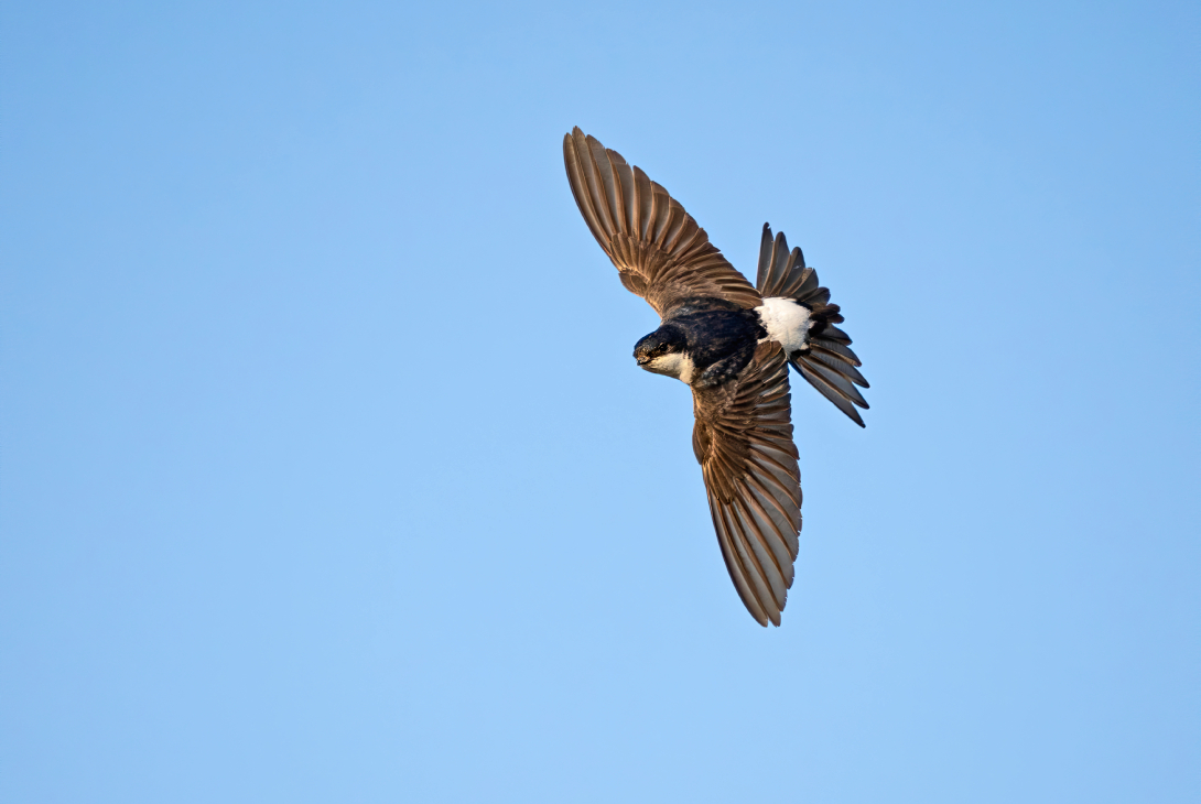 House martin Delichon urbicum, adult in flight, Norfolk, July