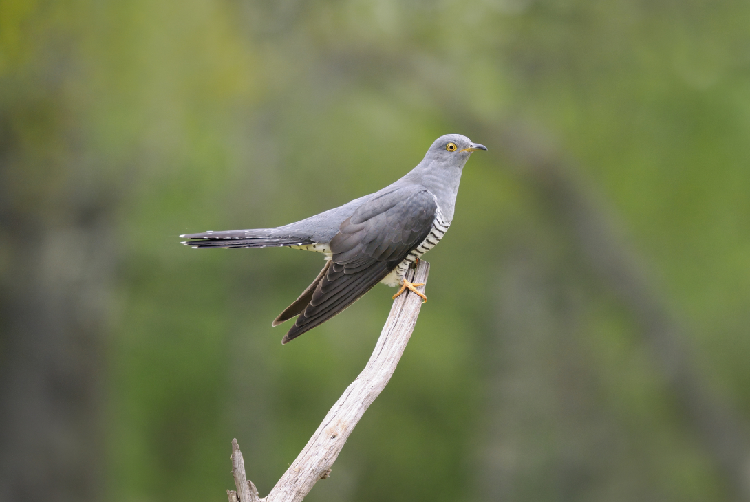 Common cuckoo Cuculus canorus, single male bird on perch, Surrey, England, UK, April
