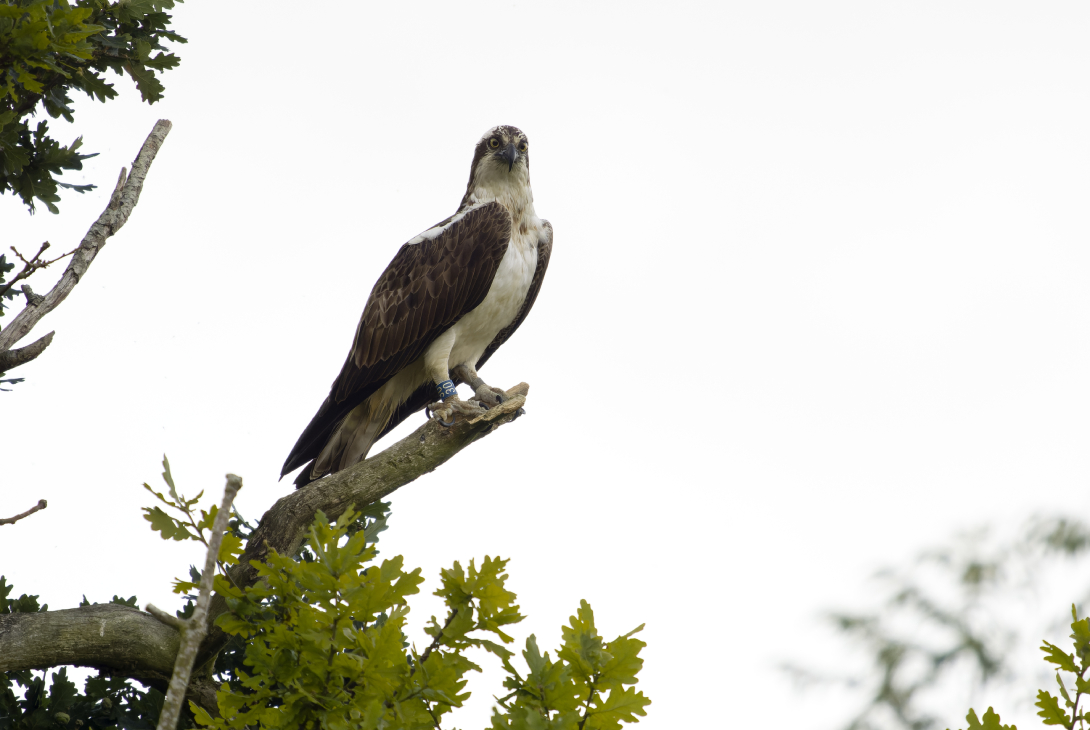 Osprey Pandion haliaetus, single bird on branch, Rutland, England, UK, August