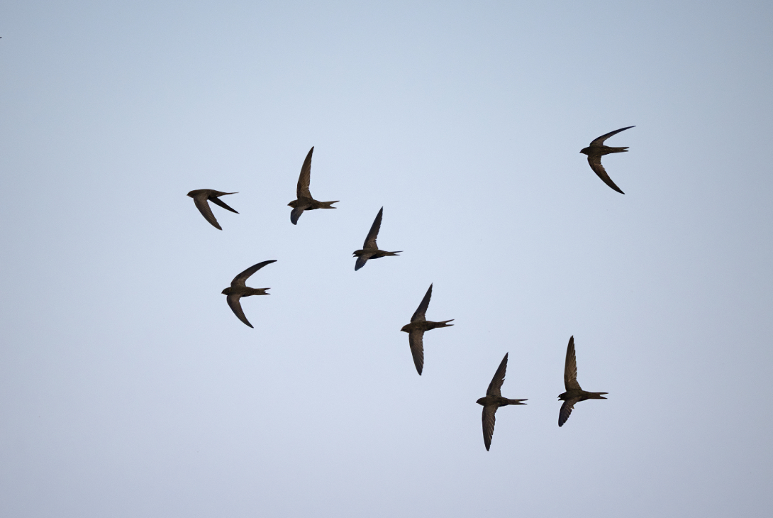 Common swift Apus apus, adults in flight, Norfolk, July