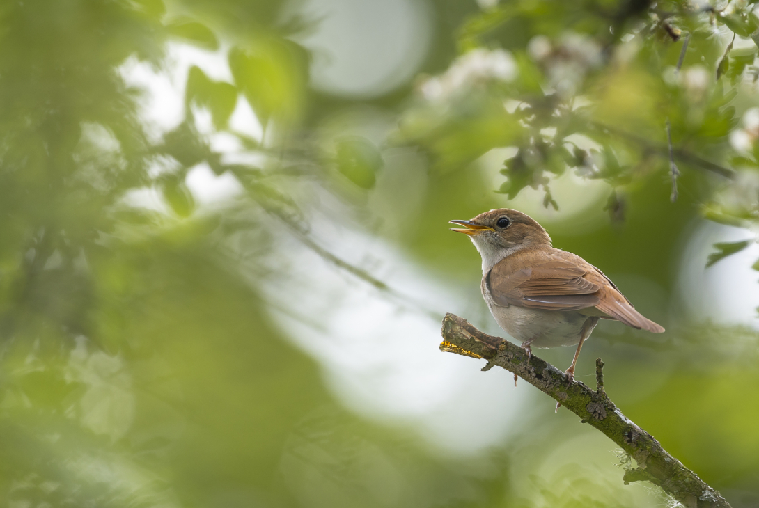Nightingale Luscinia megarhynchos, adult male perched in scrub habitat, Essex, England, UK, May