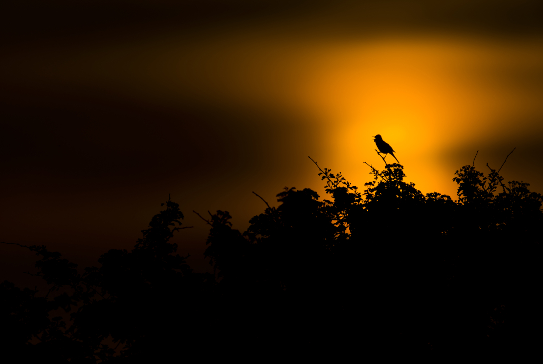 Common whitethroat Sylvia communis, adult male perched in bush, singing at sunrise, RSPB Minsmere Nature Reserve, Suffolk, England, UK, May