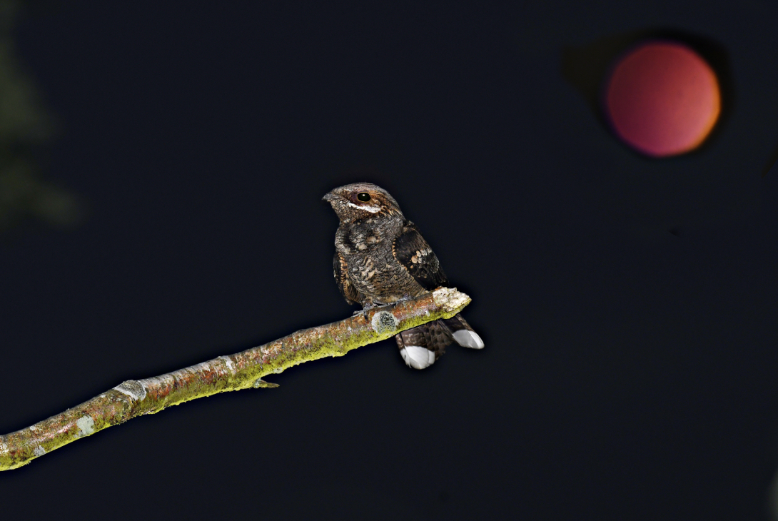 Nightjar Caprimulgus europaeus, male perched on lichen-covered silver birch branch in moonlight, front view showing white tail markings, Salthouse Heath, Norfolk, England, UK, July