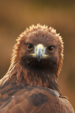 Golden eagle Aquila chrys...