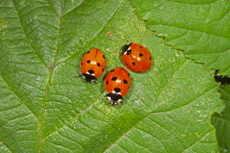 Seven-spot ladybirds Cocc...