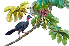 Crested guan Penelope pur...