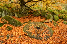 Abandoned millstone in at...