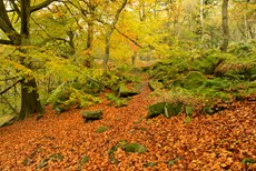 Autumnal Beech and Oak wo...