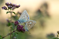Common blue butterflies P...