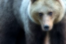 Brown bear Ursus arctos, ...