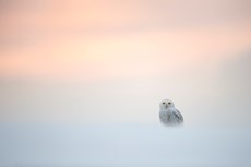 Snowy owl Bubo scandiacus...