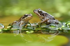 Common frogs Rana tempora...