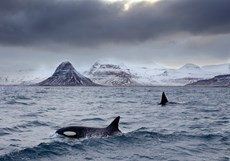 Orcas Orcinus orca, Pair ...