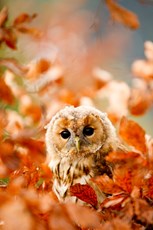 Tawny owl Strix aluco, si...