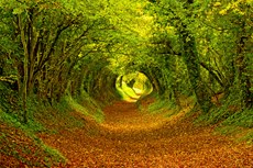 Autumnal woodland path, S...