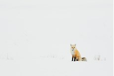 Red fox Vulpes vulpes, ad...