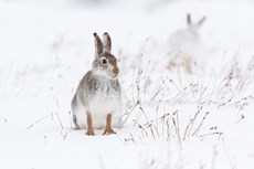 Mountain hare Lepus timid...