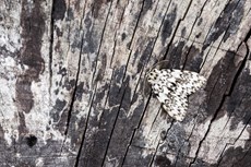 Black arches Lymantria monacha, adult resting on textured wood, Middle Winterslow, Wiltshire, July