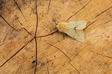 Buff ermine Spilarctia luteum, adult resting on cut tree trunk, Middle Winterslow, Wiltshire, July