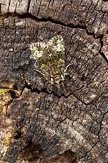 Coronet Craniophora ligustri, adult resting on textured tree trunk, Middle Winterslow, July
