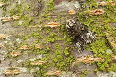 Coronet Craniophora ligustri, adult resting on tree trunk, Middle Winterslow, July