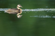 Great crested grebe Podiceps cristatus, chick  resting on freshwater lake, Langford Lakes, Wiltshire Wildlife Trust Reserve, Wiltshire, July