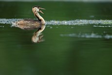 Great crested grebe Podiceps cristatus, chick yawning on freshwater lake, Langford Lakes, Wiltshire Wildlife Trust Reserve, Wiltshire, July