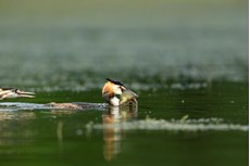 Great crested grebe Podiceps cristatus, adult with caught Tench Tinca tinca, Langford Lakes, Wiltshire Wildlife Trust Reserve, Wiltshire, July