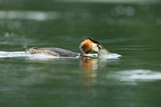Great crested grebe Podiceps cristatus, adult with caught Tench Tinca tinca, Langford Lakes, Wiltshire Wildlife Trust Reserve, Wiltshire, July
