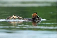 Great crested grebe Podiceps cristatus, adult and chick with caught Tench Tinca tinca, Langford Lakes, Wiltshire Wildlife Trust Reserve, Wiltshire, July
